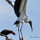 Double-crested Cormorant chasing off a Wood Stork