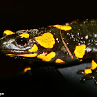 Fire Salamander