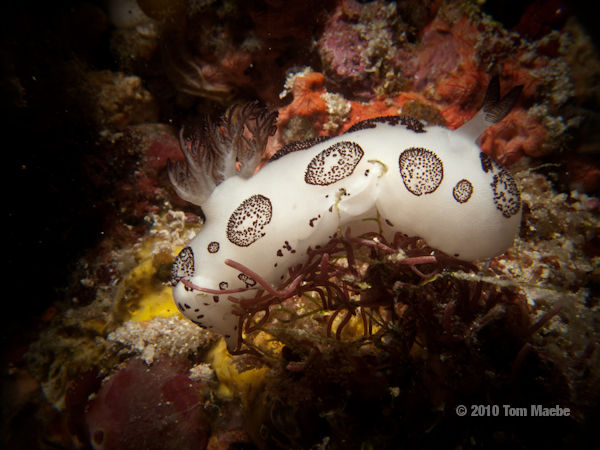 shell-less marine gastropod mollusk