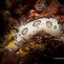 shell-less marine gastropod mollusk