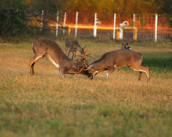 [DSC_0092 - Copy[2].jpg]