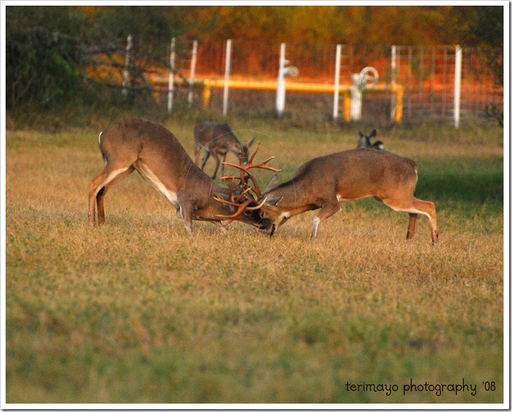 DSC_0092---Copy_web(C)