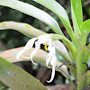 Camaridium inauditum orchid
