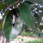 Black and yellow mud dauber