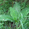 Western Skunk Cabbage (Summer)