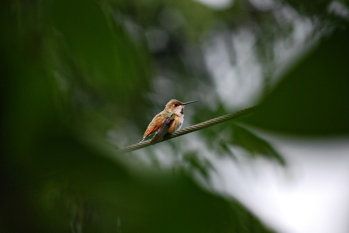 Rufous Hummingbird