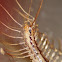 House centipede