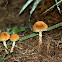 Orange Mushrooms