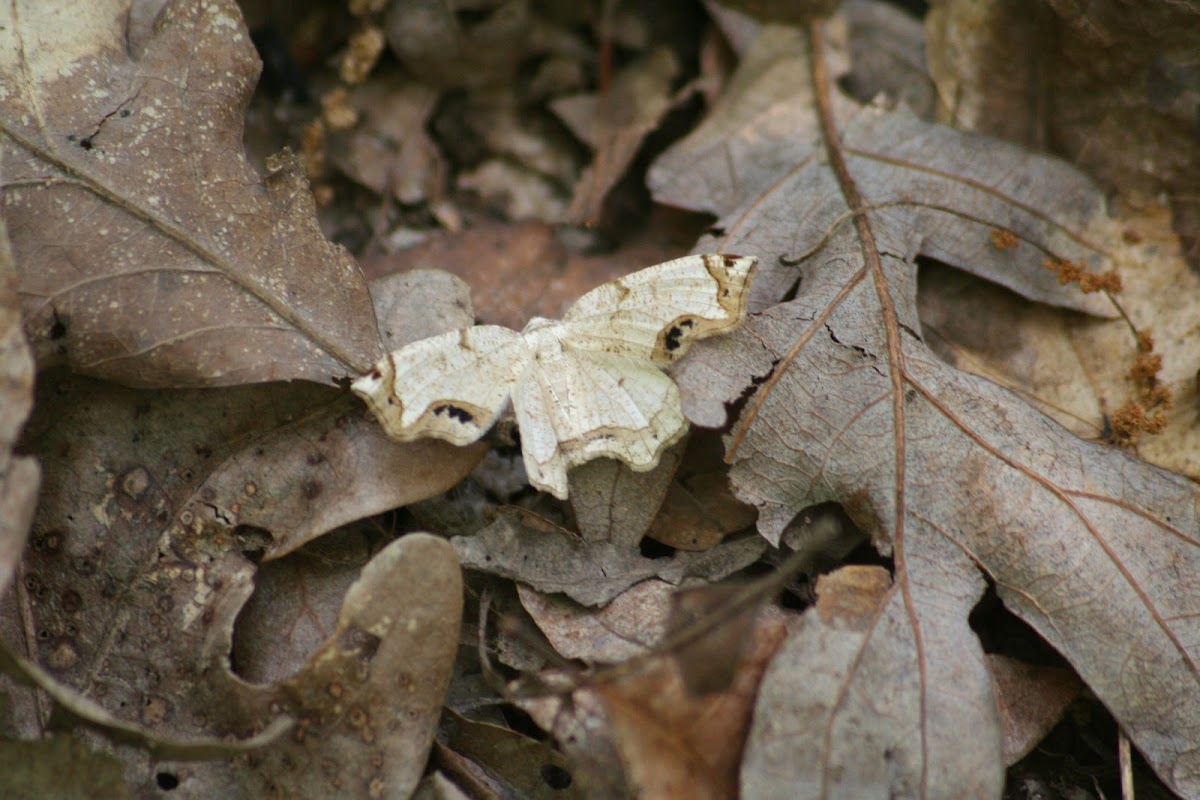 unknown moth