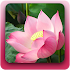 Niem Phat Van Dap Kinh Phat1.1