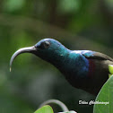 Purple sunbird