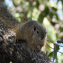 Smith's Bush Squirrel or Tree squirrel