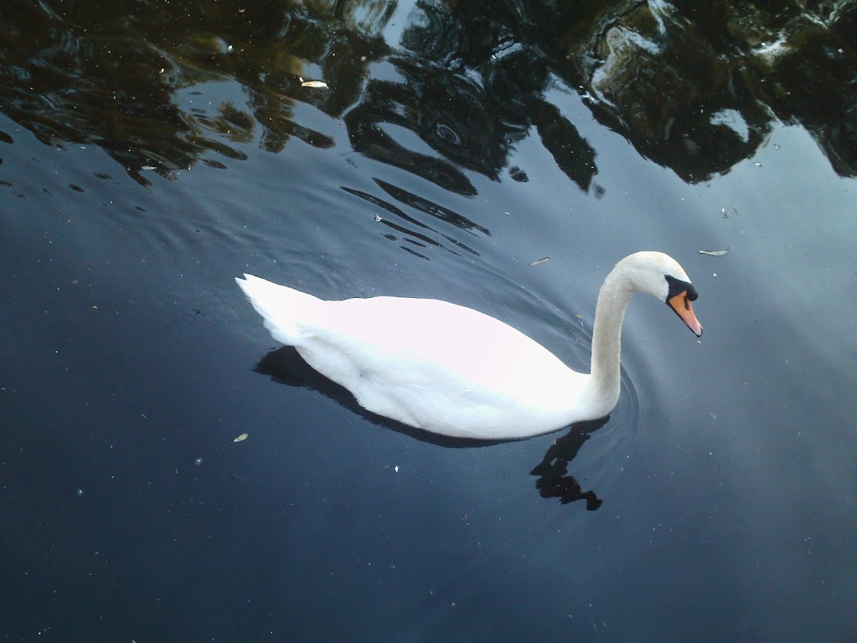 Cisne (Mute Swan)