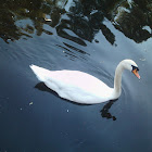Cisne (Mute Swan)