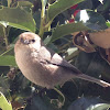 Bushtit