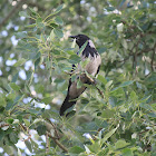 Hooded Crow