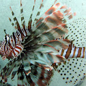 Lionfish