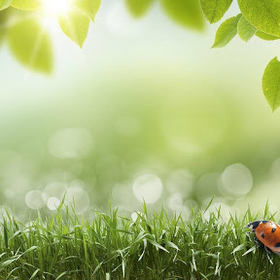 Wallpaper's Collection: «Green Wallpapers»