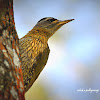 brown capped Niligris pygmy woodpecker