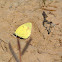 Little Yellow Butterfly (puddling)