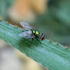 green bottle fly