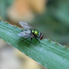 green bottle fly