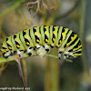 Black swallowtail caterpillars (4th instars)