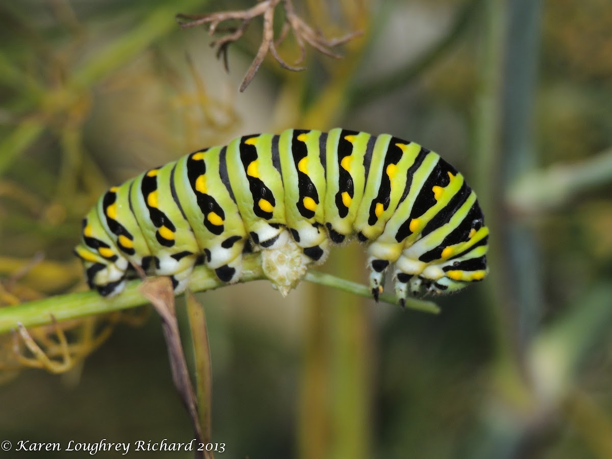 Black swallowtail caterpillars (4th instars)