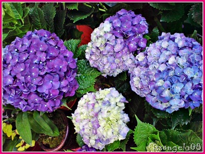 violet and blue million flowers