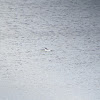 Common Merganser (Male)