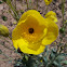 California bearpoppy, Las Vegas bearpoppy, golden bearpoppy, and yellow-flowered desert poppy