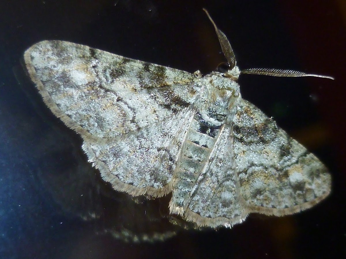 Common Grey Moth