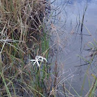 swamp Lilly, crenim americanum