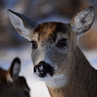 White-tailed Deer