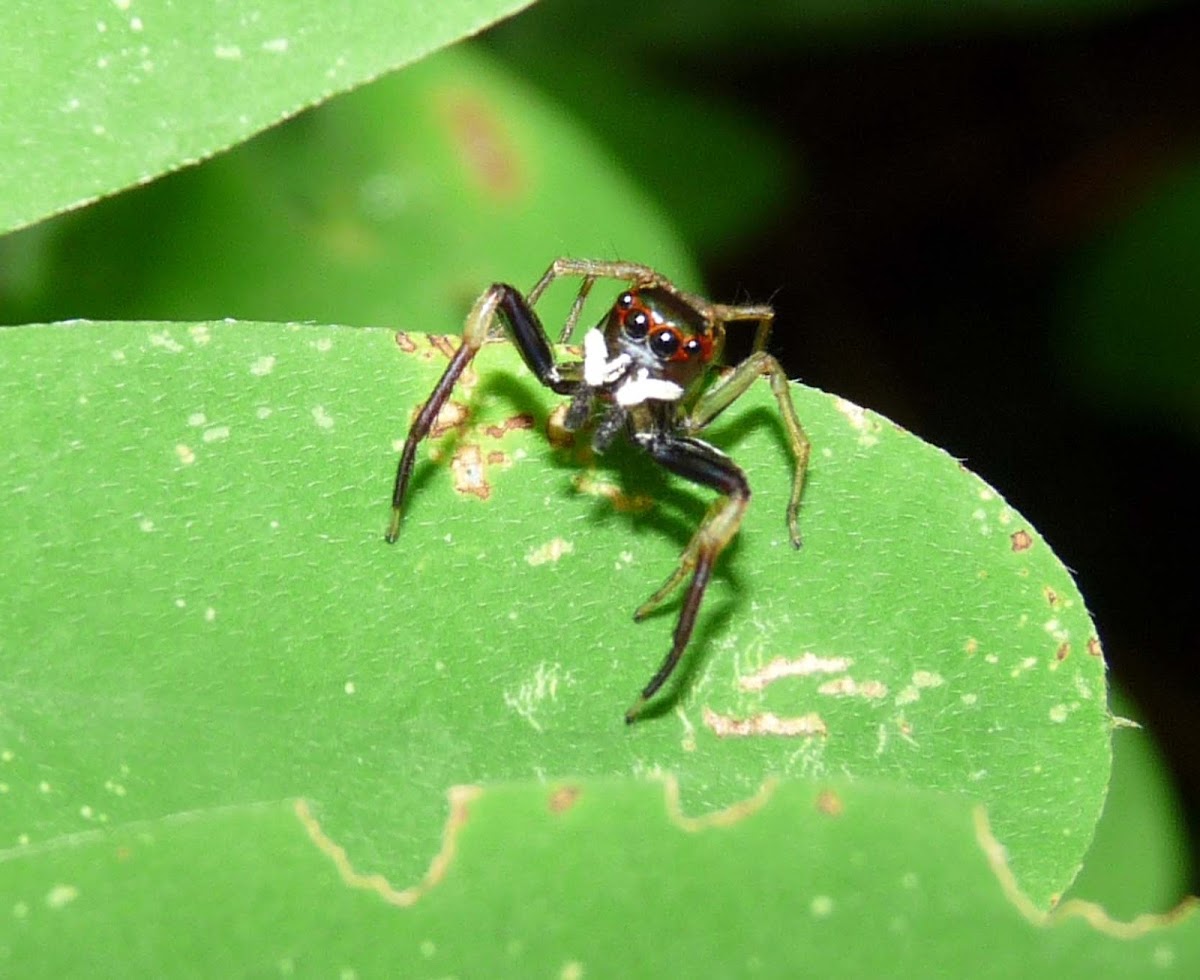 Jumper Spider - Araña Saltona