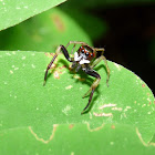 Jumper Spider - Araña Saltona