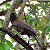Gralha-do-pantanal (Purplish Jay)