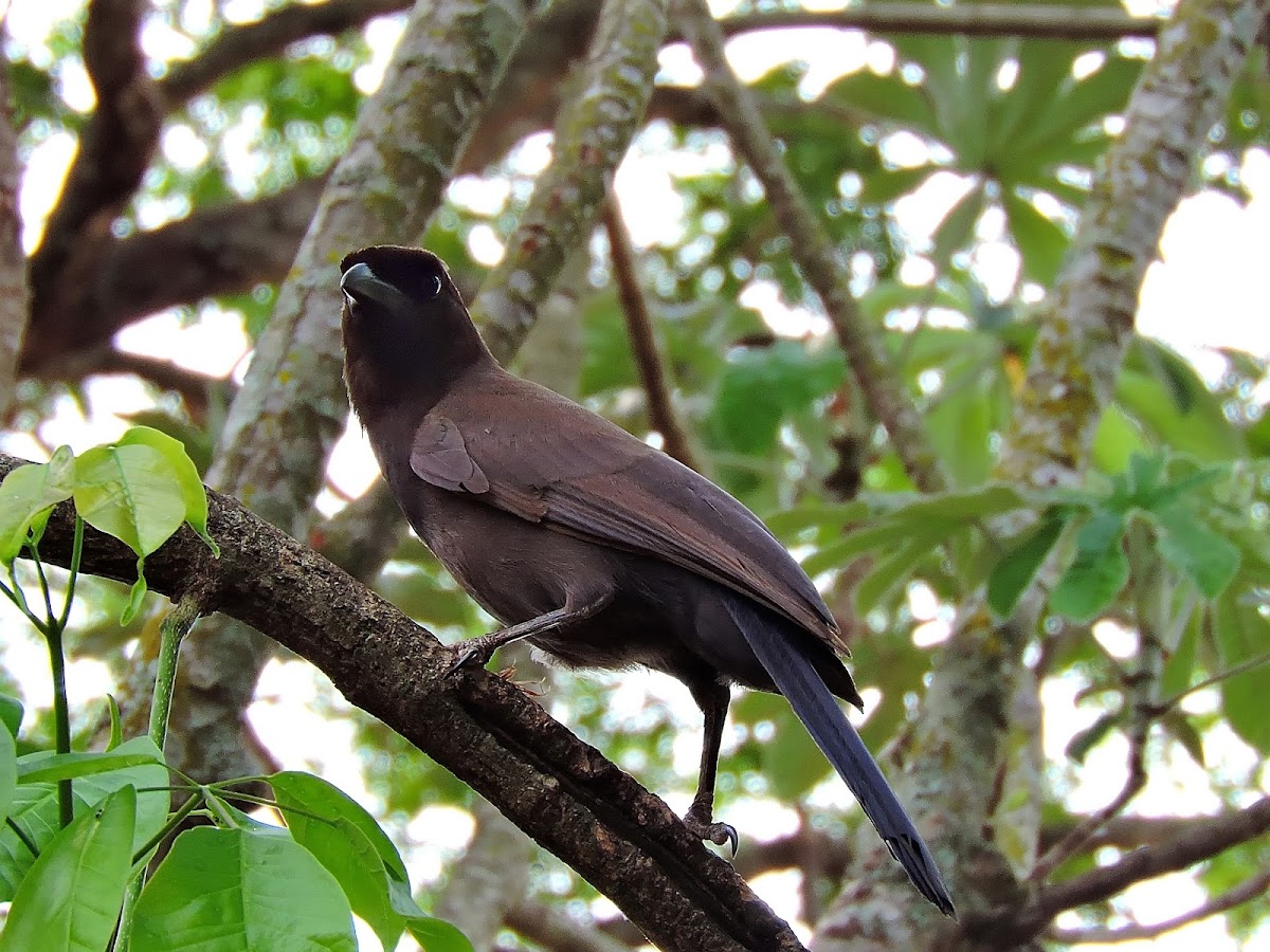 Gralha-do-pantanal (Purplish Jay)
