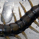Chinese red-headed centipede
