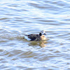 Long-tailed Duck