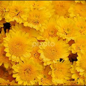 Yellow by Roberto Sinaga - Flowers Flower Gardens