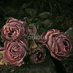 Old by Katarina Jonjic - Flowers Flower Arangements