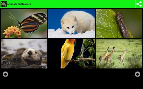 Great Animals Wallpapers screenshot 1