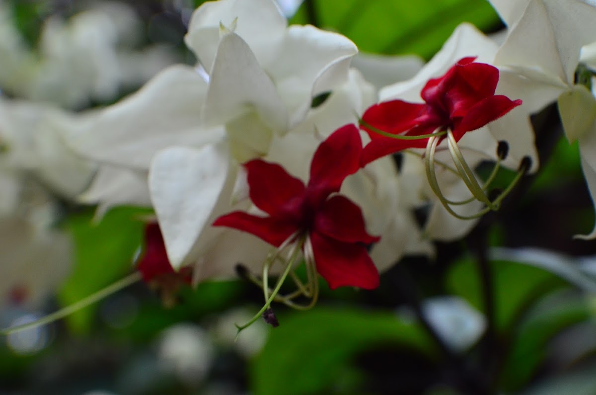 Clerodendro
