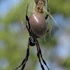 Golden Orb spider