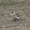 Horned Lark (female)