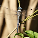 Great Blue Skimmer