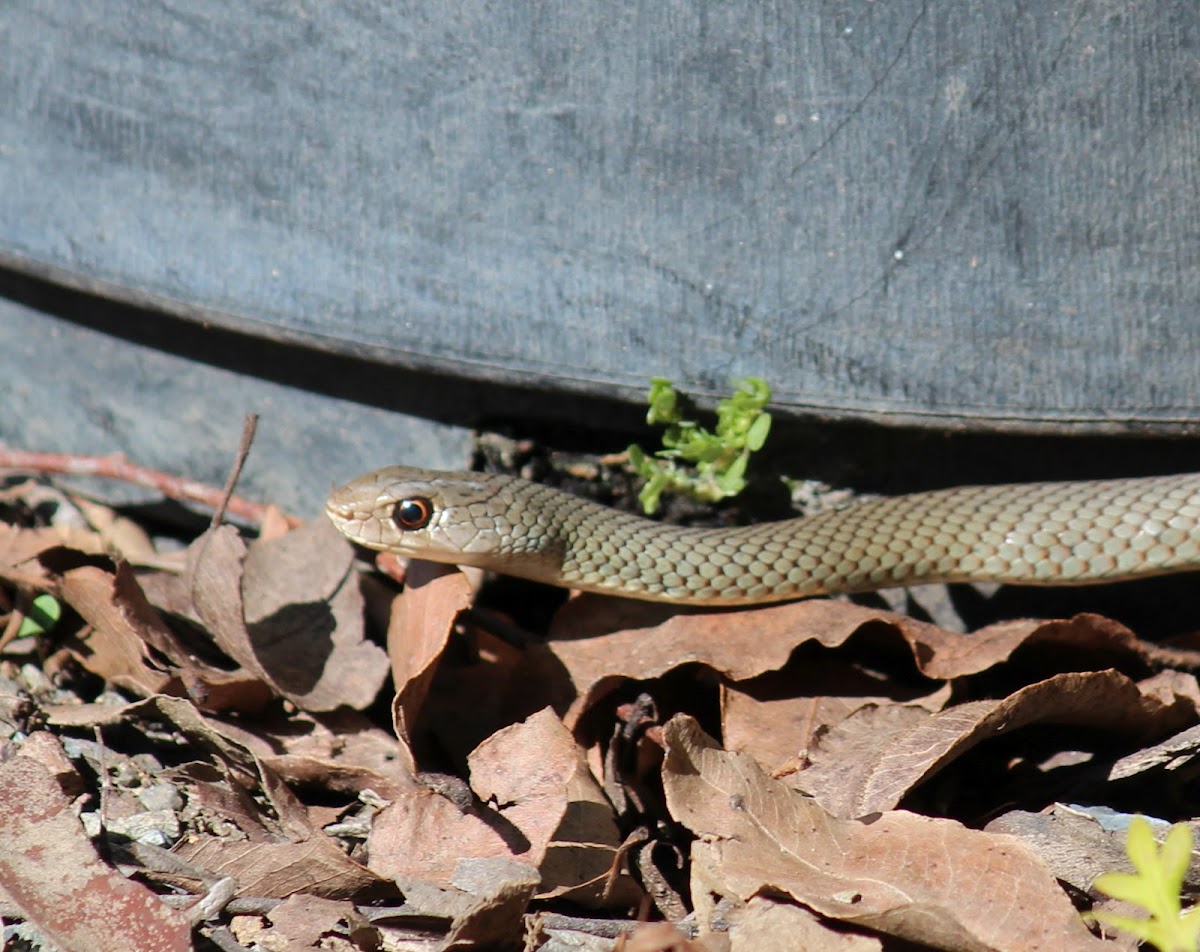 Yellow-faced Whip-Snake