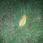 Common Persimmon Leaf