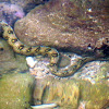 Snowflake Moray